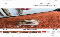 English Bulldog dogs for sale: British bull dog - Image 2