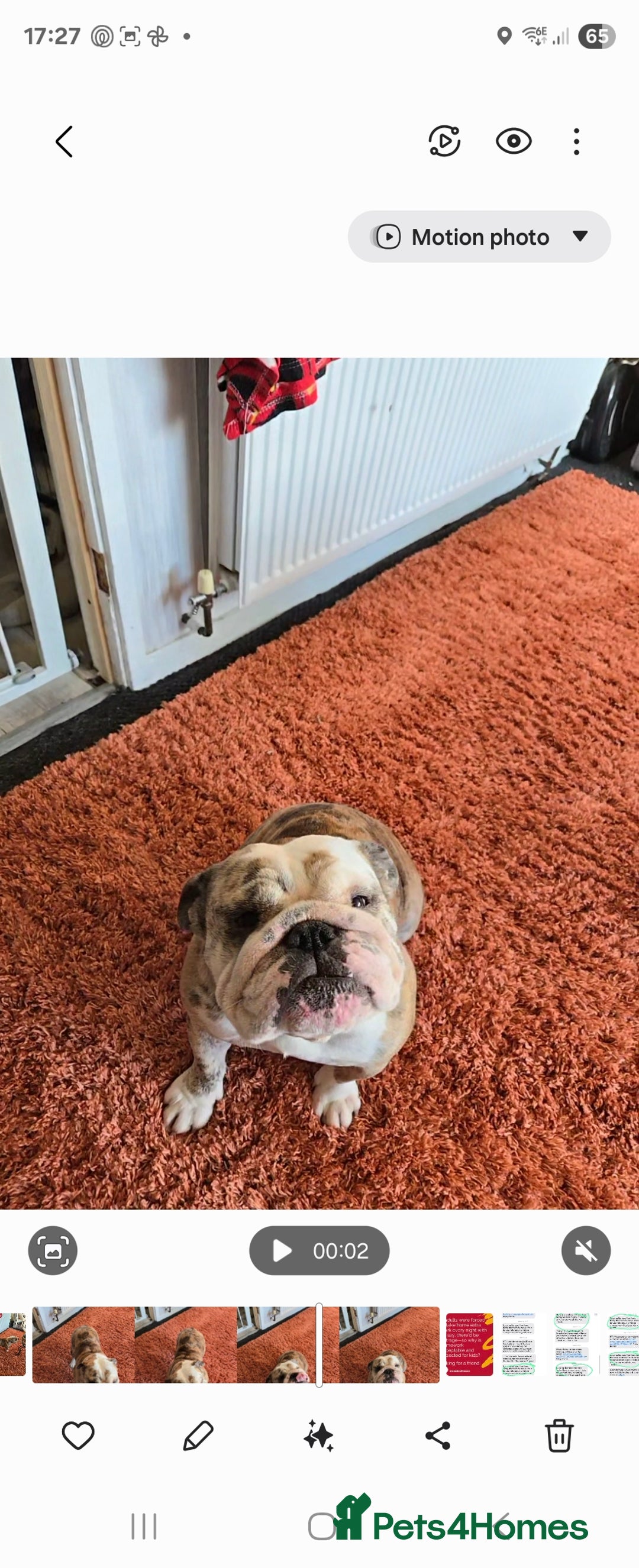 English Bulldog dogs for sale: British bull dog - Image 2