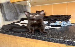 Bombay cats for sale: Bombay x birth shorthair - Image 1