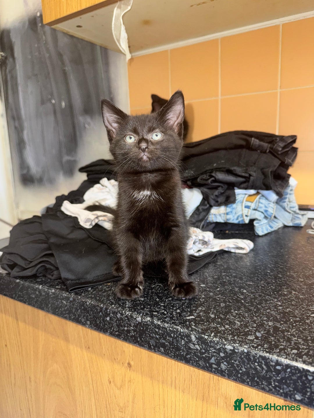 Bombay cats for sale: Bombay x birth shorthair - Image 1