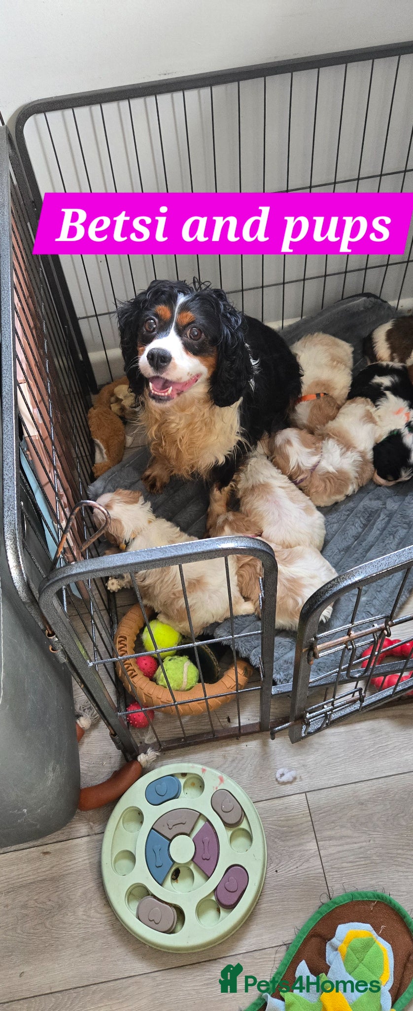 Cavachon dogs Gorgeous Cavachon puppies - Advert 1