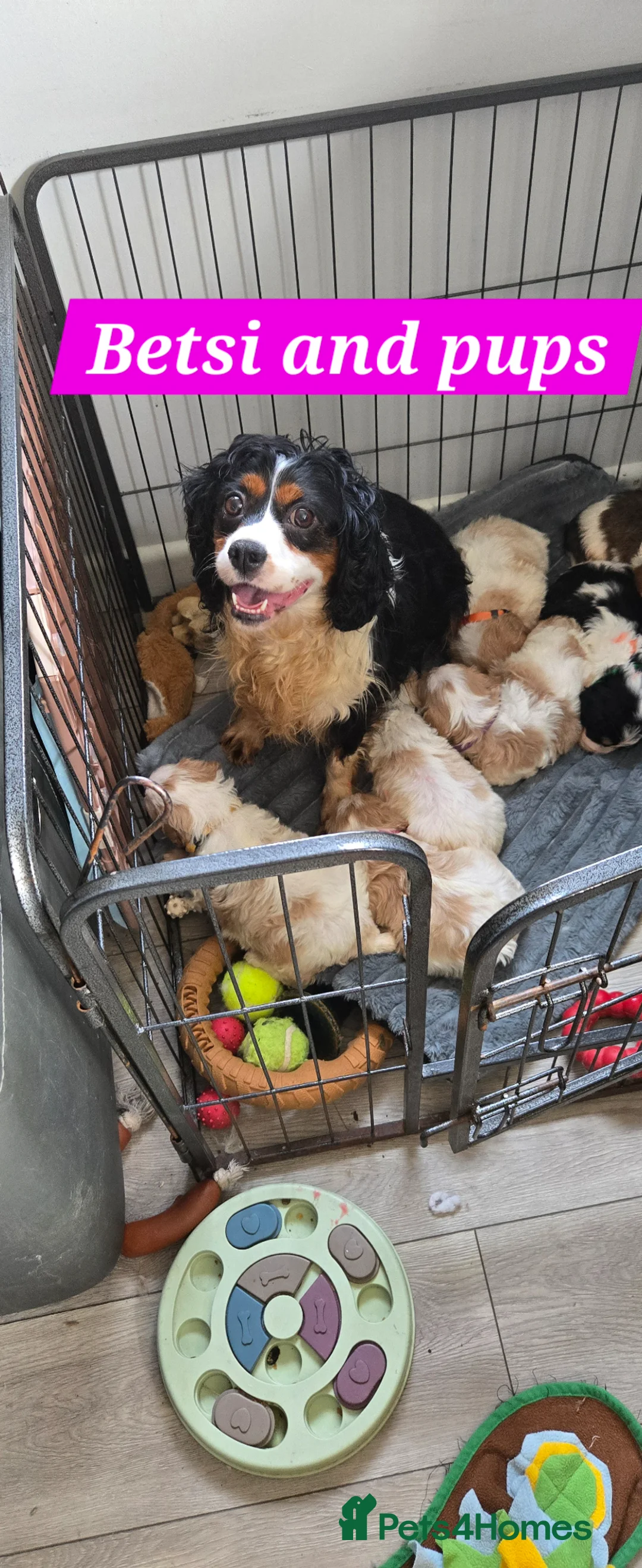 Cavachon dogs for sale: Gorgeous Cavachon puppies - Advert 38