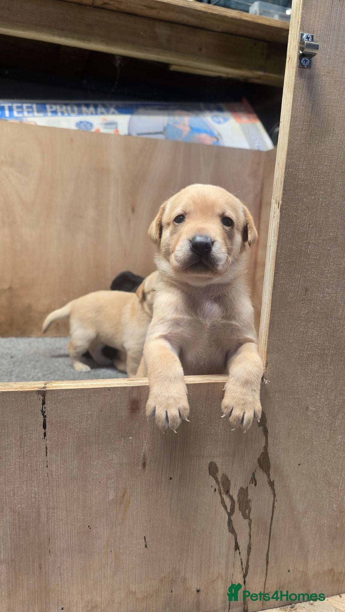 Labrador Retriever dogs FTCH Sired Labrador Puppies - Advert 1