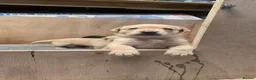 Labrador Retriever dogs for sale: FTCH Sired Labrador Puppies - Advert 1