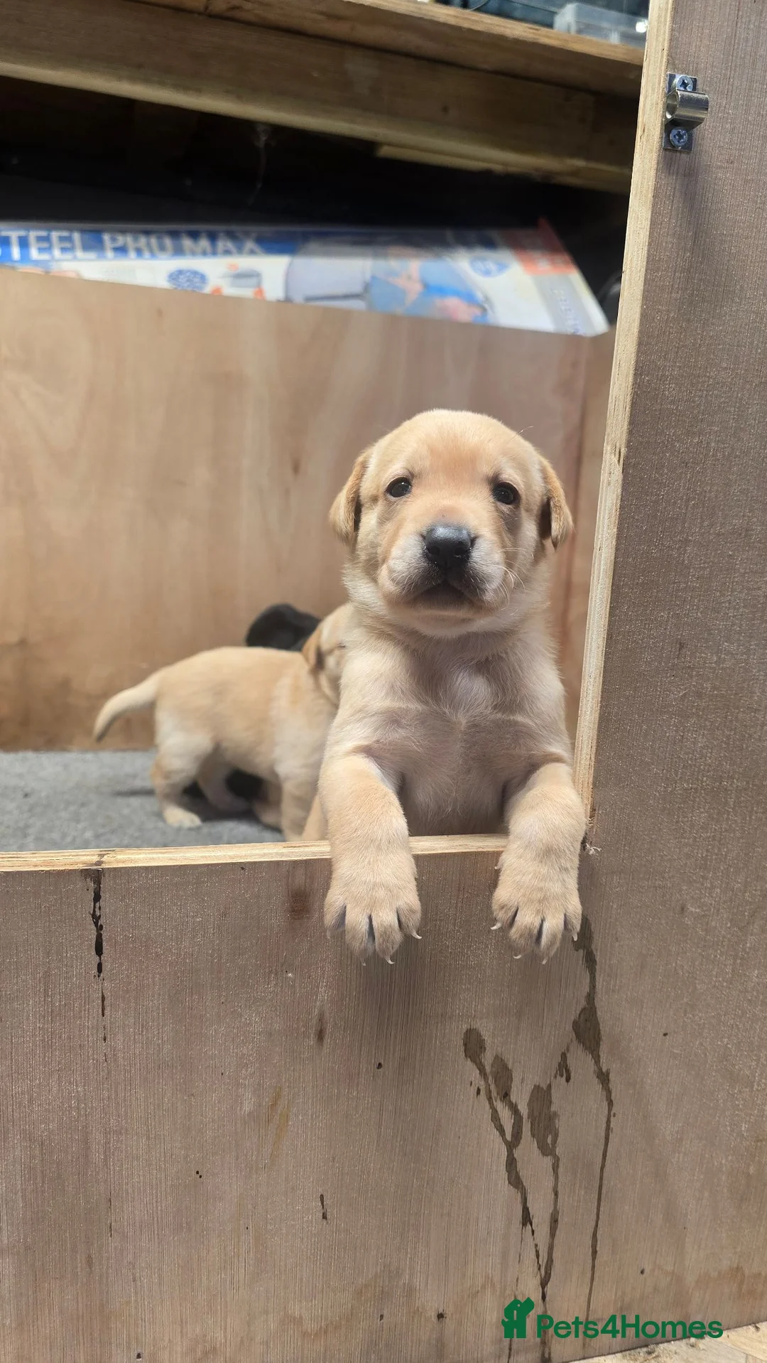 Labrador Retriever dogs for sale: FTCH Sired Labrador Puppies - Advert 1