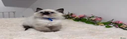 Ragdoll cats for sale: Beautiful TICA registered Ragdoll Kittens  - Advert 8