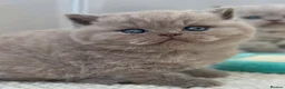 British Shorthair cats for sale: Adorable lilac British shorthair kittens - Advert 3