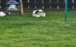 Mini Lop rabbits for sale: Mini lop rabbits  - Image 2
