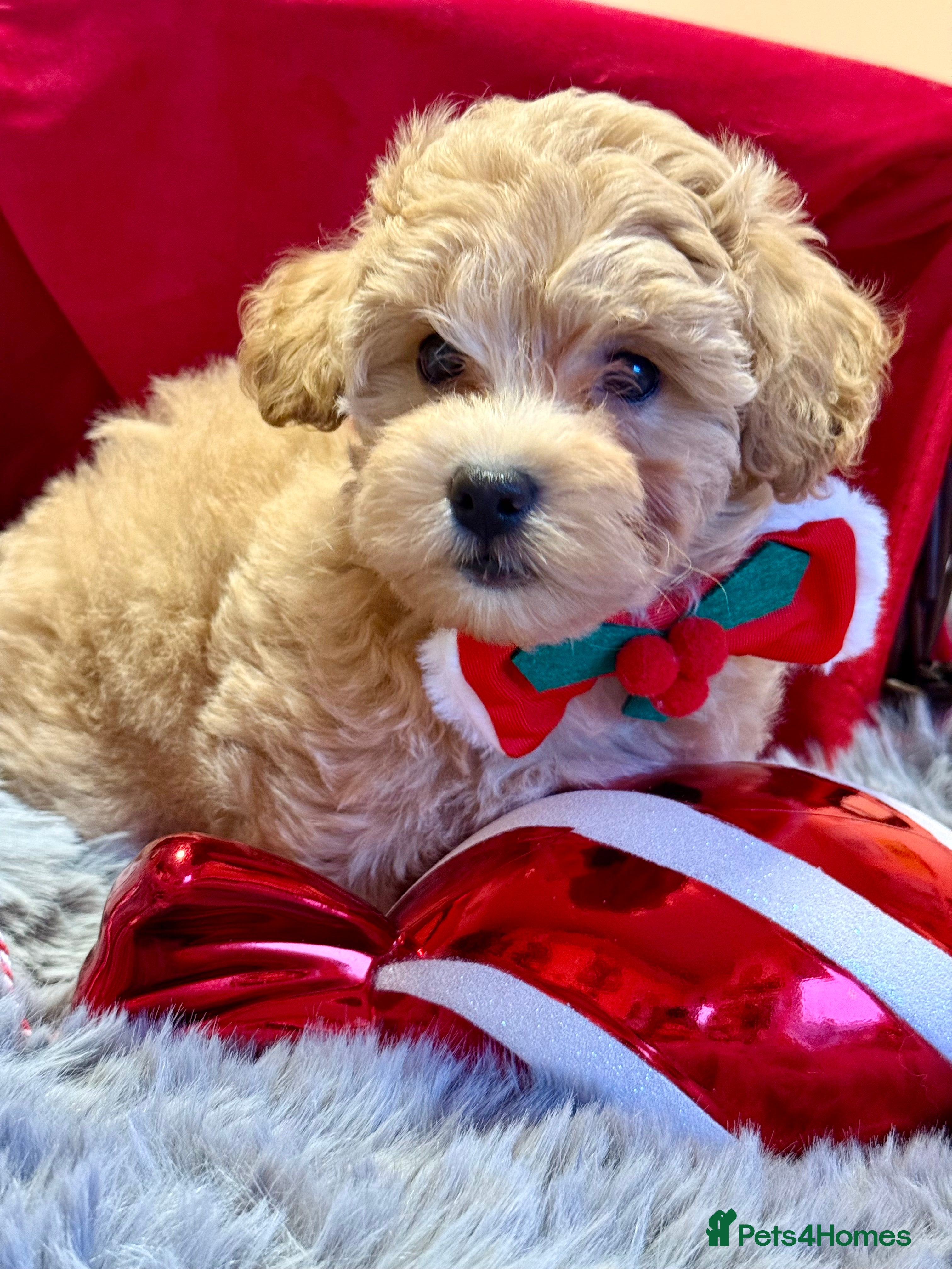 Maltipoo dogs F1 Beautiful Maltipool Puppies - Advert 14