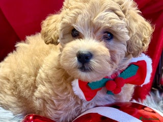 Maltipoo dogs F1 Beautiful Maltipool Puppies - Advert 11