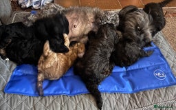 Yorkiepoo dogs for sale: Beautiful yorkipoo puppies - Image 20