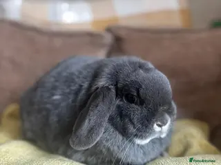 Mini Lop rabbits 2 female rabbits for sale - Advert 7