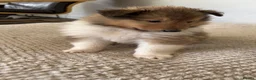 Rough Collie dogs for sale: Friendly, Confident Sable/White Male Rough Collie  - Advert 5