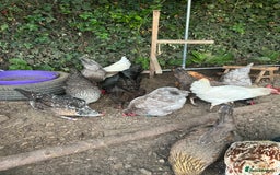Chickens poultry for sale: 11 chickens for sale  - Image 1
