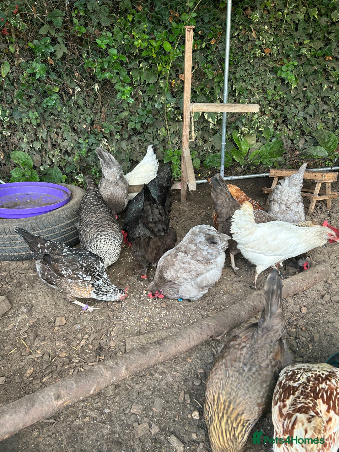 Chickens poultry for sale: 11 chickens for sale  - Image 1