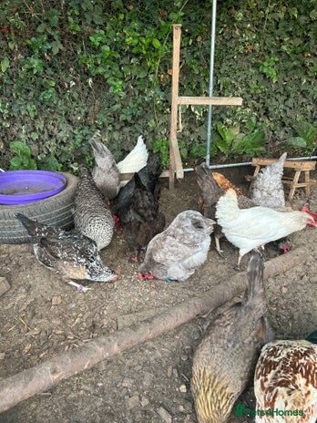 Chickens poultry - Advert 15