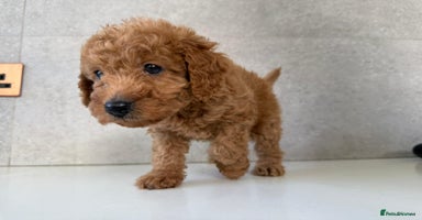 Cockapoo dogs - Advert 4