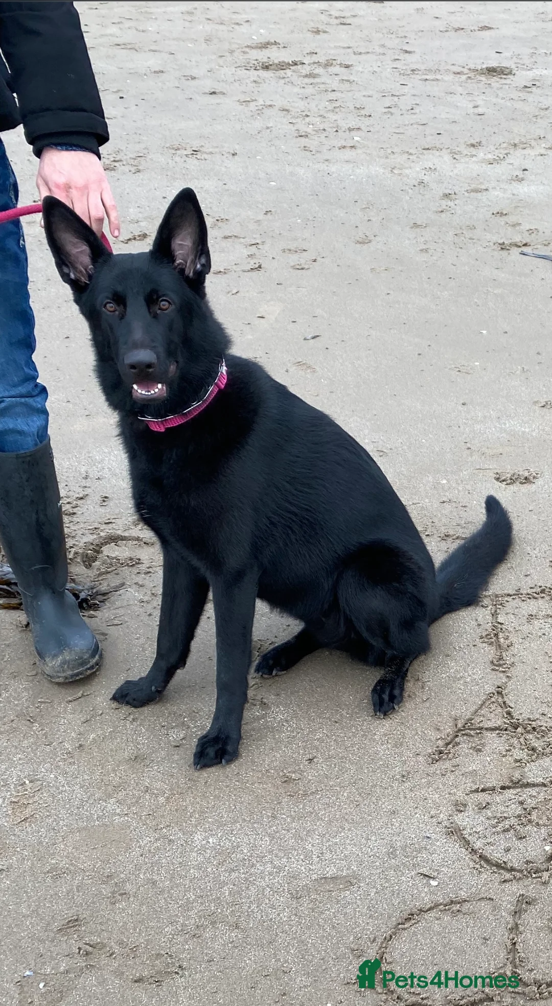 Mixed Breed dogs for sale: Alaskan Shepherd Puppies  - Advert 3