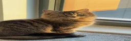 Maine Coon cats for sale: Fortuna for sale - Advert 5