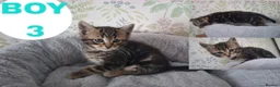Mixed Breed cats for sale: Calico kittens for sale - Advert 5