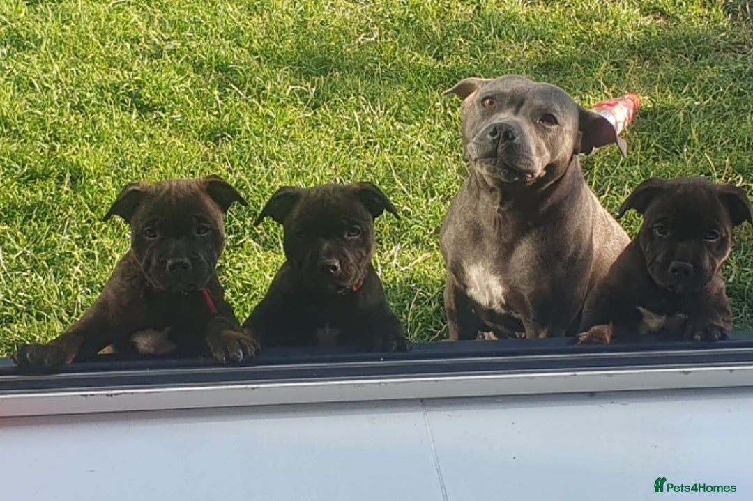 Staffordshire Bull Terrier dogs for sale: Champion Bloodline KC registered staffy puppies🐶  in Manchester - Image 14