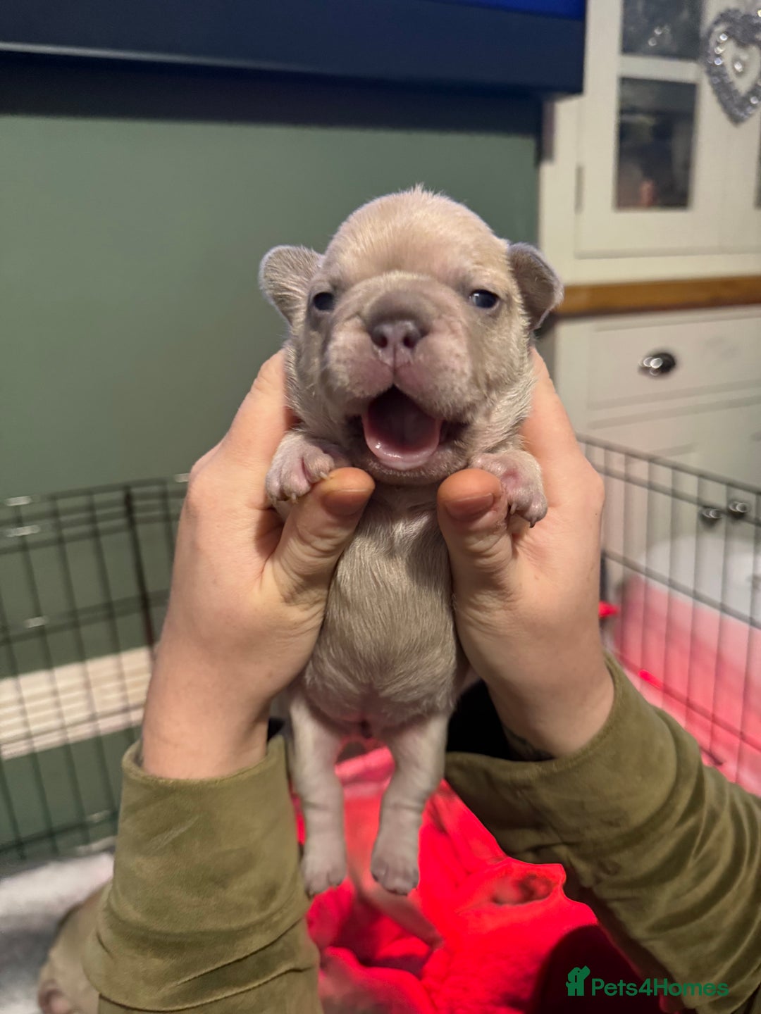 French Bulldog dogs for sale: French bull dog puppy’s  - Advert 12