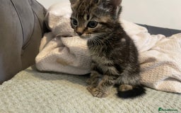 Mixed Breed cats for sale: Beautiful kitten  - Image 5