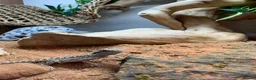 Bearded Dragon reptiles for sale: Beard dragon and tank  in Milton Keynes - Advert 4