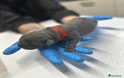 Cane Corso dogs for sale: Lupo D’Italia Kennels - Image 8