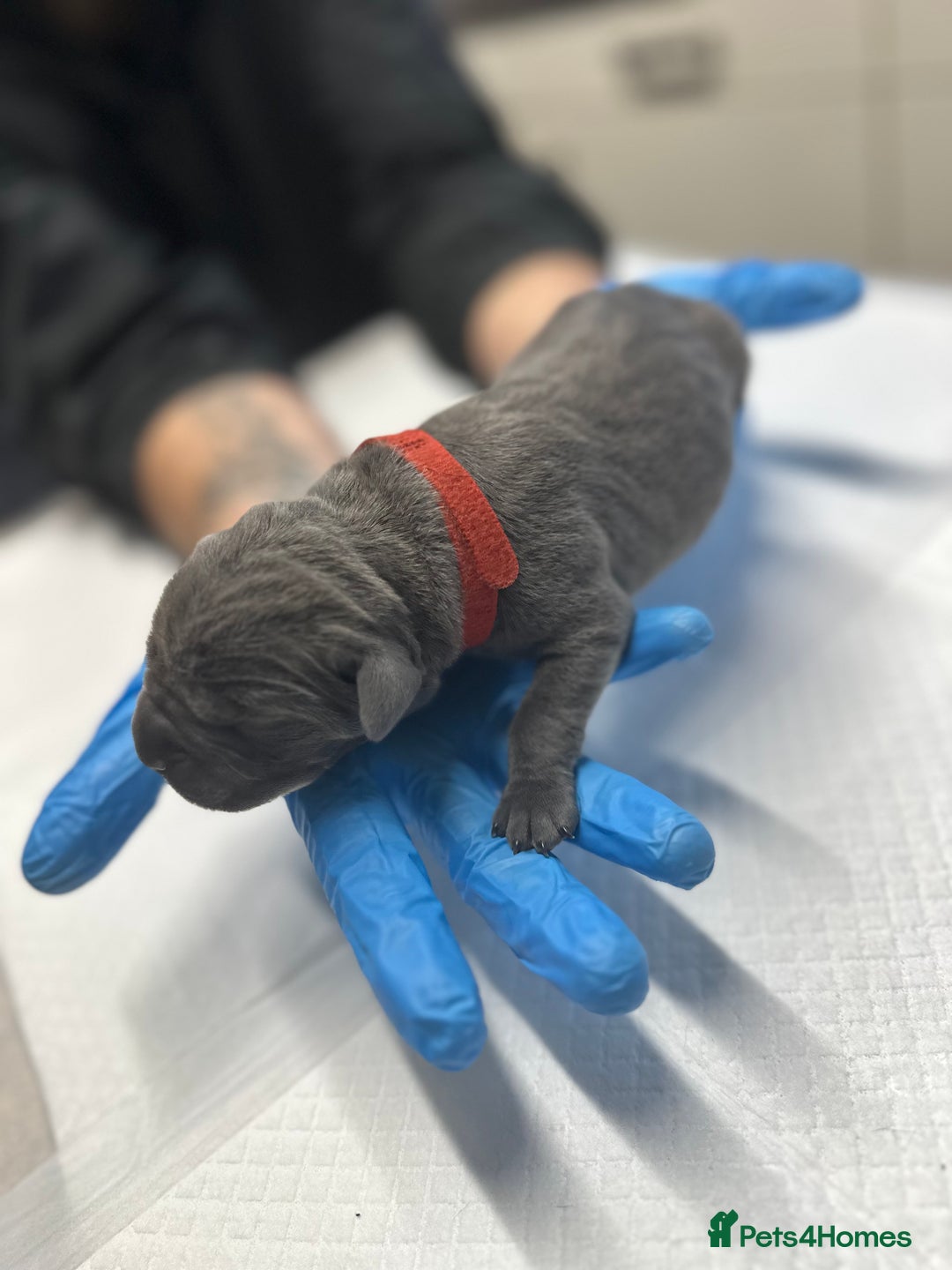 Cane Corso dogs for sale: Lupo D’Italia Kennels - Image 8