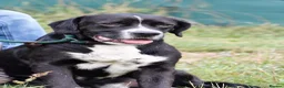 Mixed Breed dogs for adoption: Monky - Advert 2