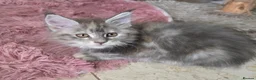 Maine Coon cats for sale: Stunning TICA registered girls - Advert 5