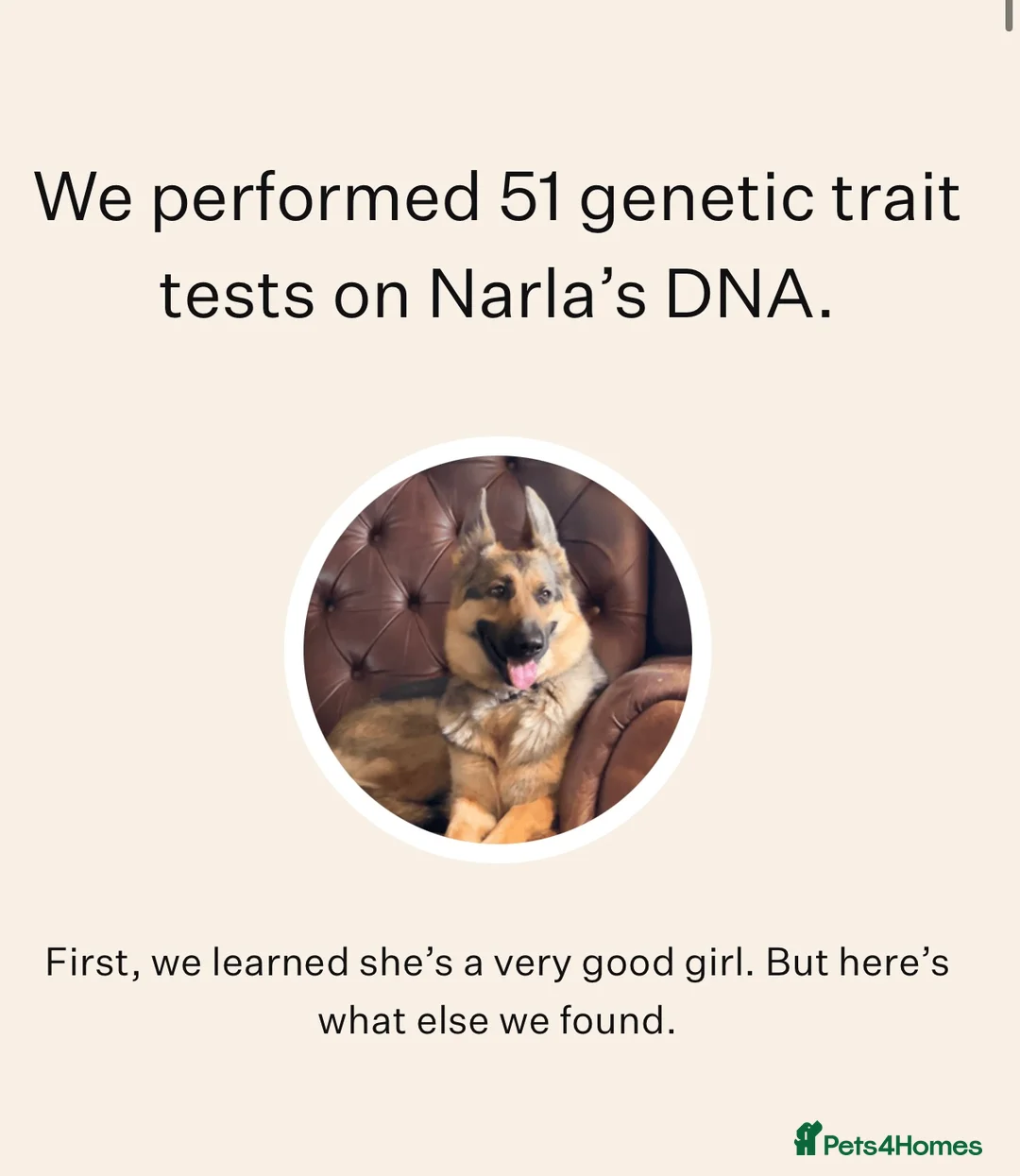 German Shepherd dogs for sale: German shepherd KC straight back bitch  - Advert 5