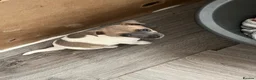 Jack Russell dogs for sale: 2 left!!! Jackrussle puppies   - Advert 13