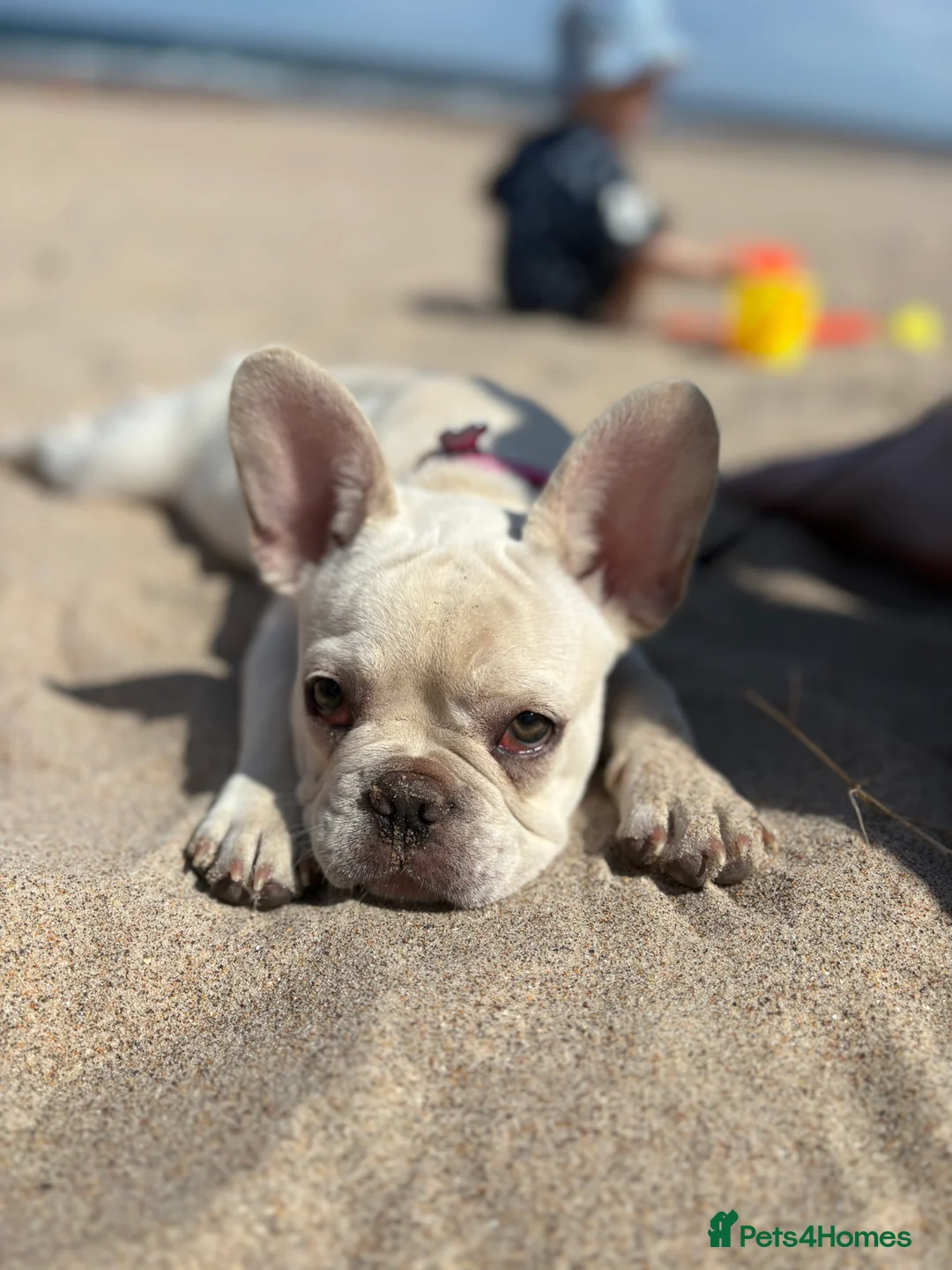 French Bulldog dogs for sale: French bulldog for sale - Advert 6