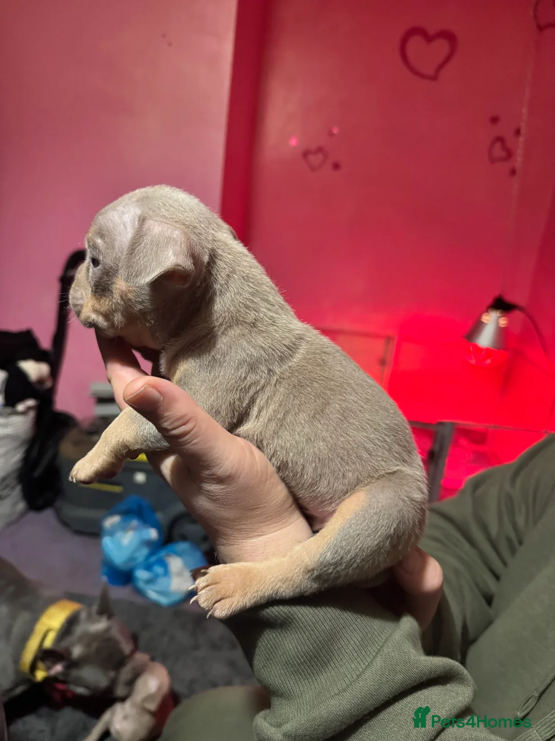 American Bully dogs for sale: Stunning pocket bullies pups  - Advert 7