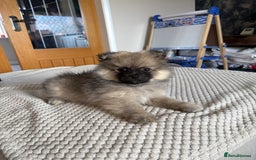 Pomeranian dogs for sale: Pomeranian Puppies, LAST BOY AVAILABLE!  - Image 19