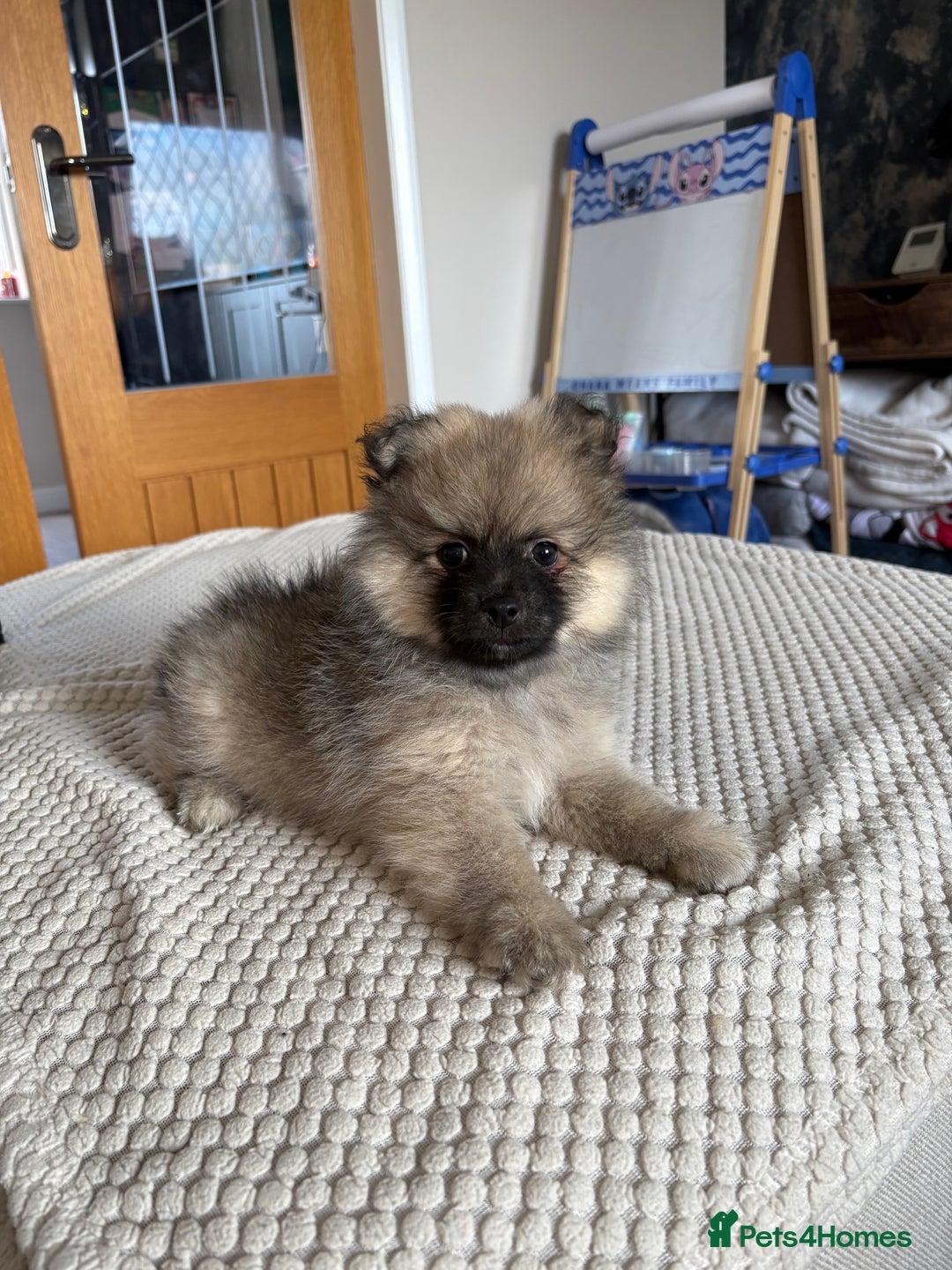 Pomeranian dogs for sale: Pomeranian Puppies, LAST BOY AVAILABLE!  - Image 19