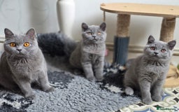 British Shorthair cats for sale: READY 1 boy Pedigree British shorthair  - Image 13
