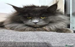 Maine Coon cats for sale: Gccf registered maine coon girl - Image 4