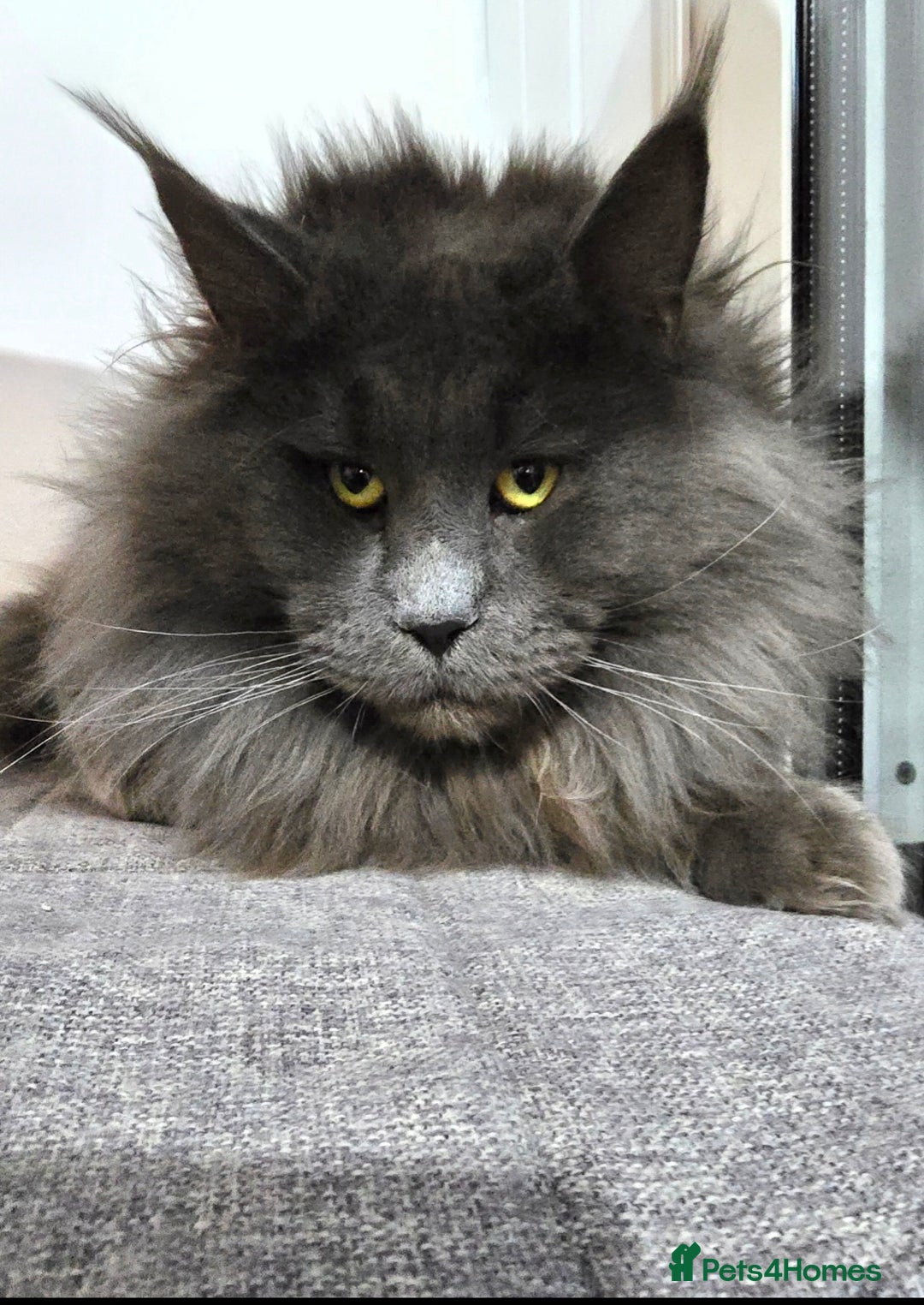 Maine Coon cats for sale: Gccf registered maine coon girl - Image 4