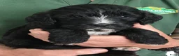 Bernedoodle dogs for sale: Amazing Saint Bernadoodle puppies - Advert 7