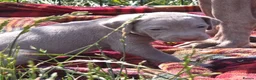 Weimaraner dogs for sale: Weimaraner Puppies For Sale  - Advert 2