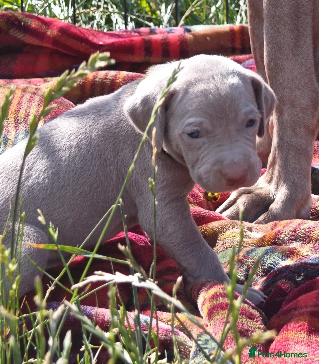 Weimaraner dogs for sale: Weimaraner Puppies For Sale  - Advert 2