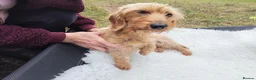 Dachshund dogs for sale: Minature wired hair dachshund male  in Monmouth - Advert 6