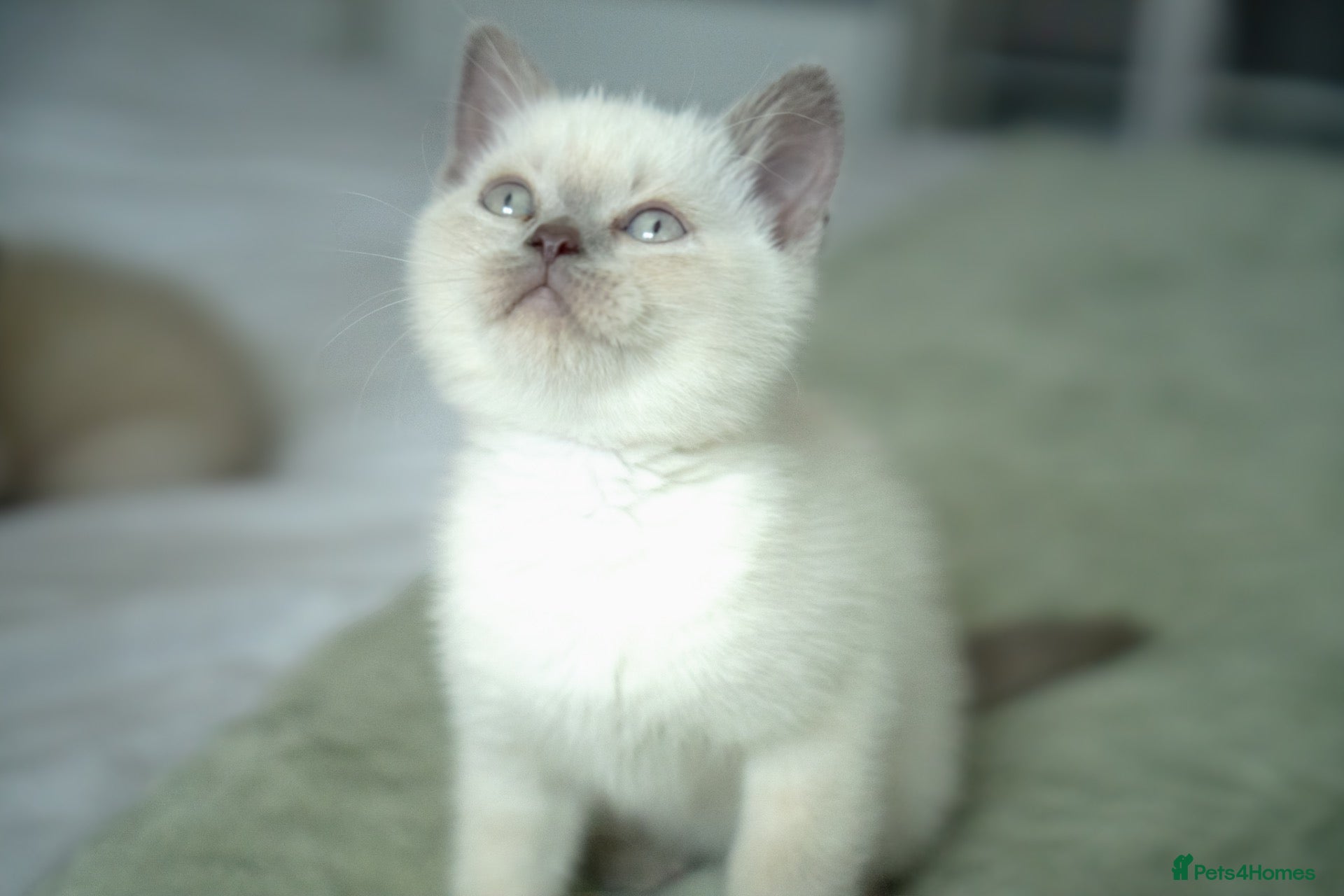 British Shorthair cats 💙 STUNNING Blue Colourpoint BSH kittens 💙 - Advert 8