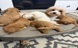 Shihpoo dogs for sale: Beautiful Shihpoo x Poodle Puppies - Image 6