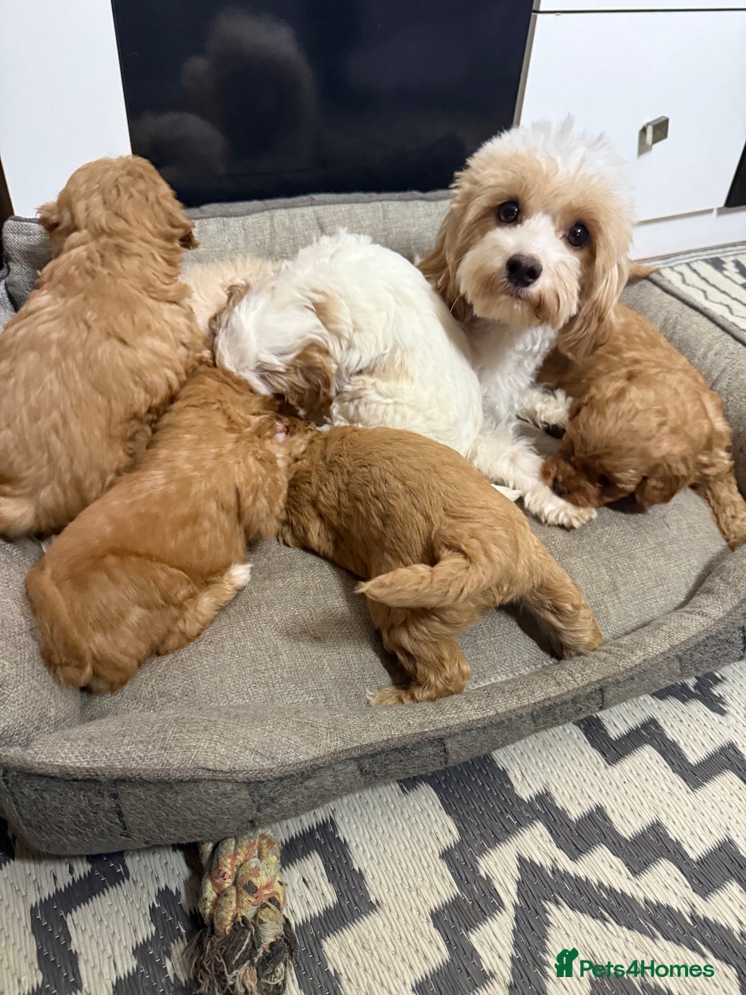 Shihpoo dogs for sale: Beautiful Shihpoo x Poodle Puppies - Image 6