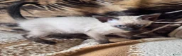 Siamese cats for sale: Seal point Siamese kitten male - Advert 6