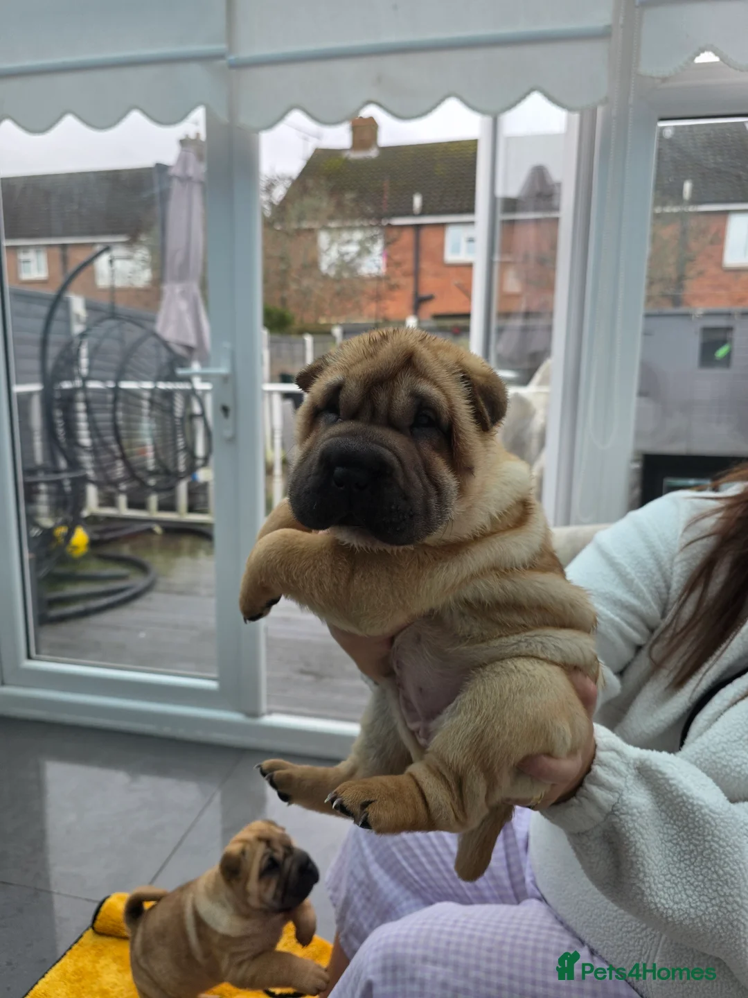 Shar Pei dogs for sale: Shar pei puppies in Walsall - Advert 6